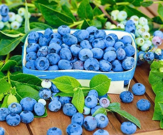 Субстрат Peatfield для лохини, 20 л | Зображення 2