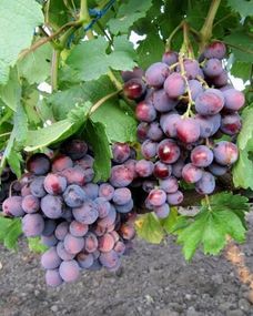Виноград Подарунок Несветая (сверхранній термін дозрівання)