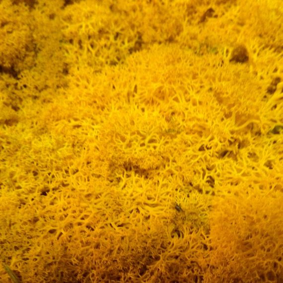Очищенный стабилизированный мох ягель Nordic moss Желтый осенний 50 грамм | Зображення 3