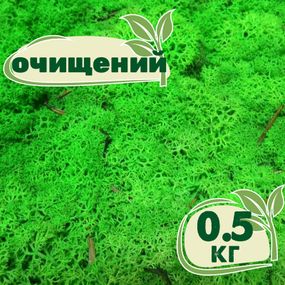 Очищенный стабилизированный мох ягель Nordic moss Зеленый травяной светлый 0,5 кг