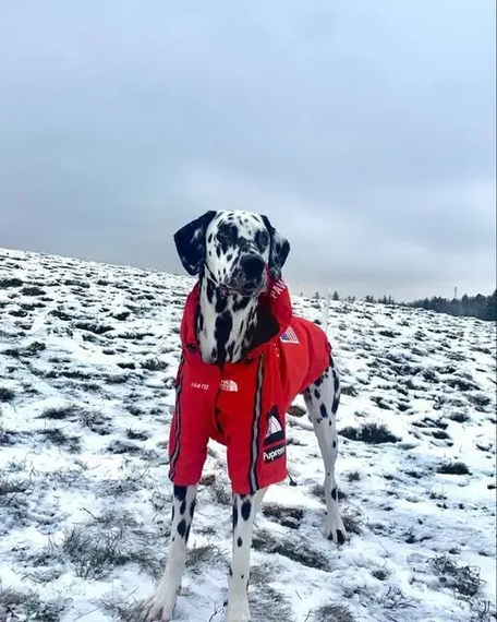 Куртка ветровка з тонкою підкладкою водонепроникна the dog face для собак червона XL  розмір | Зображення 5