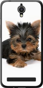 Чехол на Asus ZenFone Go ZC451TG Щенок йоркширского терьера "931u-276-17620"