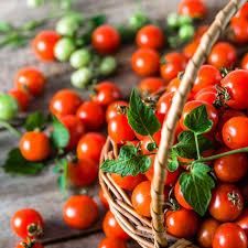 Насіння томатів Балконне диво GL Seeds 0,1 г | Зображення 1