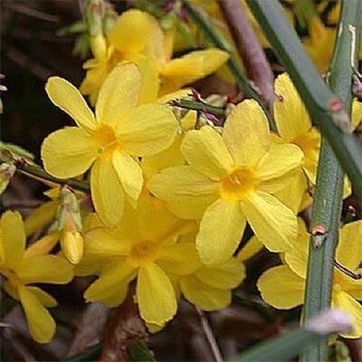 Жасмин Nudiflorum (саджанці) | Зображення 3