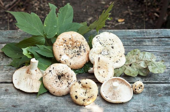 Груздь 10 г | Зображення 3