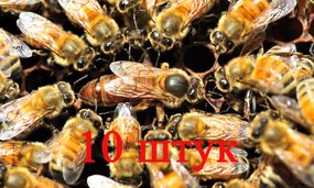 Матка Бакфаст (не плодная) – 10 пчеломаток 2024