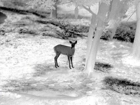 Приціл тепловізійний Guide TU450 3,2-12,8x50 400x300@17μm VOx 1400м | Зображення 4