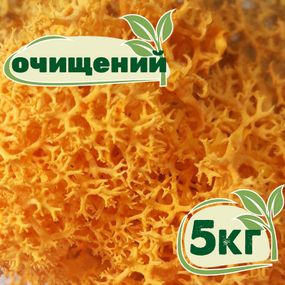 Очищений стабілізований мох ягель Жовтий осінній 5 кг