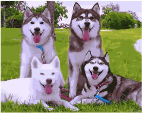 Милые Хаски