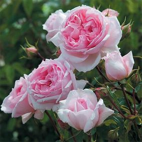 Троянда The Wedgwood Rose (саджанці)
