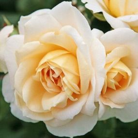 Троянда Lions Rose (саджанці)