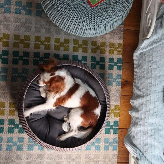 Лежак для животных Curver Cozy Pet Bed 17202851, пластиковый, с подушкой, коричневый | Зображення 6