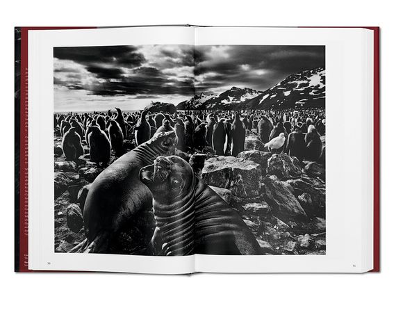 Подарункові книги для фотографів Sebastiao Salgado. Genesis альбоми відомих фотографів Себастьян Сальгадо | Зображення 3