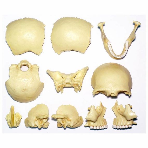 Пазл 4D Master Об'ємна анатомічна модель Череп людини (FM-626111) | Зображення 2