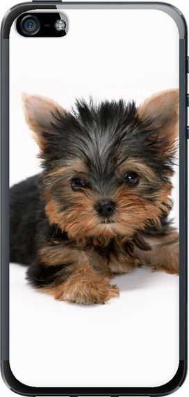 Чехол на iPhone 5s Щенок йоркширского терьера "931u-21-17620"