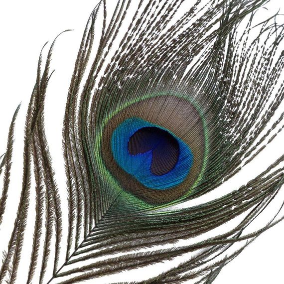 Щекоталка LOCKINK SEVANDA Natural Peacock Flirting Feather Tickler, перо павлина Sex Aura | Зображення 5