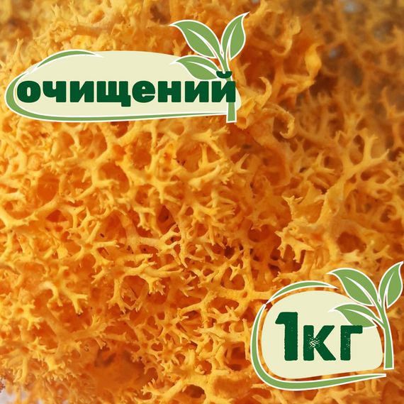 Очищений стабілізований мох ягель Жовтий осінній 1 кг