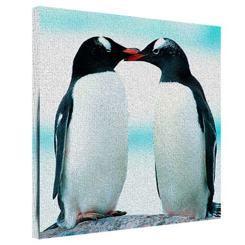 Картина на холсте Пингвины 50x50 см (H5050_15NG016)