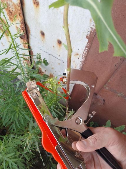 Набір для підв'язки винограду тапенер Tapetool Тайвань | Зображення 6