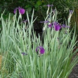 Ірис мечеподібний Variegata (кореневища) | Зображення 2