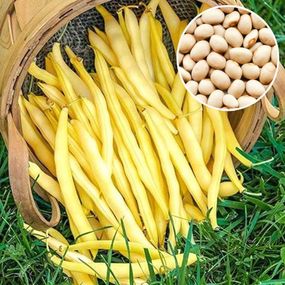 Насіння квасолі спаржевої Злата сакса 0,5 кг