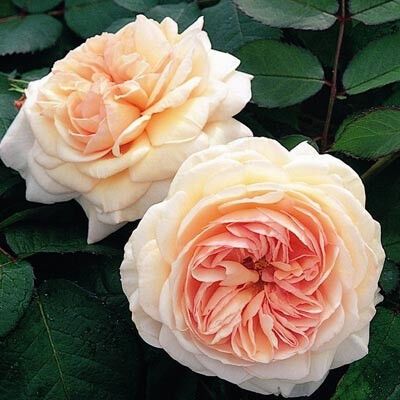 Троянда Shropshire Lad (саджанці)