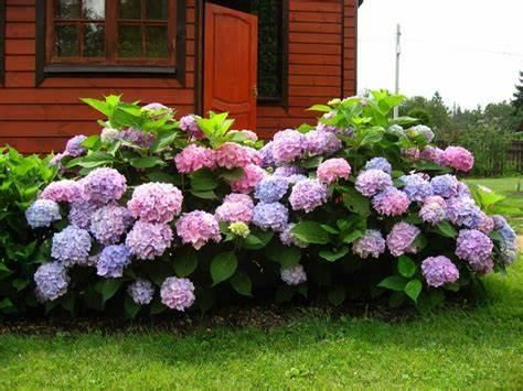 Кристалічне добриво "Чистий лист" для гортензії 300 г | Зображення 1