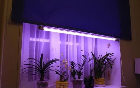 Фитолампа для растений 9W G13 Т8 Fito GROW (Red: Blue = 5:1) 220V | Зображення 3