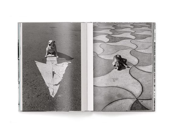 Работы известных фотографов книга Эллиотта Эрвитта с фотографиями собак Elliott Erwitt: Dogs (компактная) | Зображення 6