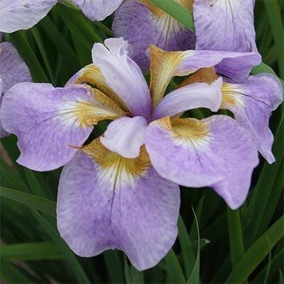 Ірис Siberica Rikugi Sakura (кореневища) | Зображення 1
