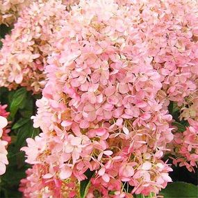 Гортензія Magical Sweet Summer (саджанці)
