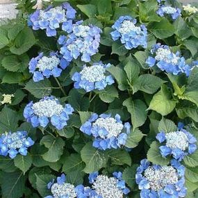 Гортензія Blue Sky (сажники)