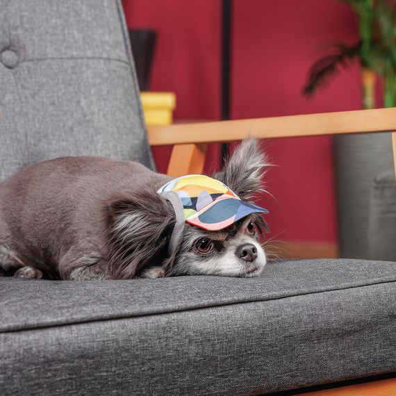 Кепка Tony ТМ Pet Fashion для собак XS | Зображення 2