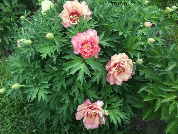 Півонія Скрумдидлеумшес (Paeonia Scrumdidleumptious) кореневище | Зображення 1