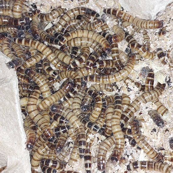 Зофобас, Zophobas morio 50шт