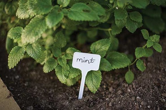 Маркер для рослин Bradas 15 x 5,5 см - 10 шт TYE1555 | Зображення 2