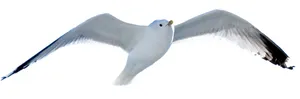 Магазин Чайка