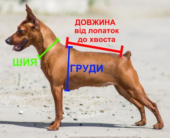 Спортивний костюм для собак Adidog | Зображення 1