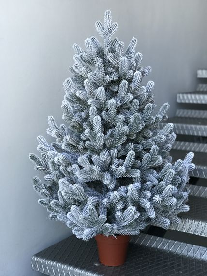 Ялинка Traditional лита в горщику 90 см засніжена новинка | Зображення 4