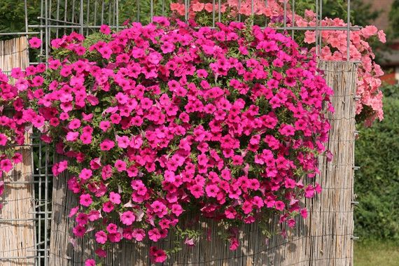 Насіння Сурфінія Парпл Вельвет F1 5 шт | Зображення 1