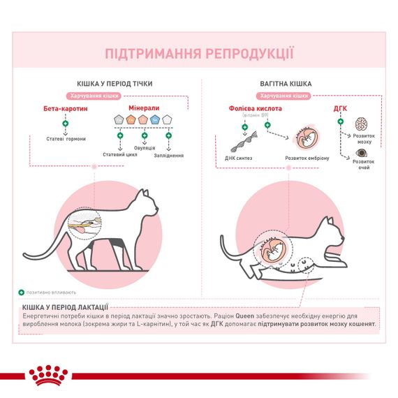 Сухий корм для вагітних кішок Royal Canin Queen, 4 кг | Зображення 1