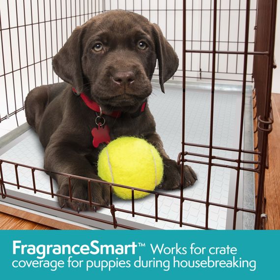 Одноразові пелюшки для собак з ароматом зеленого чаю Simple Solution Fragrance Smart Odor Control Puppy Training Pads, 60 см х 61 см, 100 шт | Зображення 5