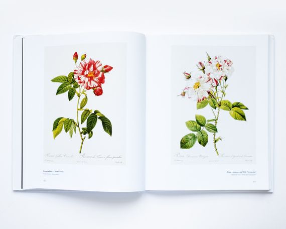 Великі художники П'єр-Жозеф Редуте. Redoute the bible of rose мистецтво живопис книги для художників | Зображення 3