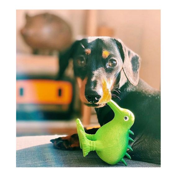 Іграшка Kiwi Walker для собак Птах Ківі зелений 15,5 см | Зображення 3
