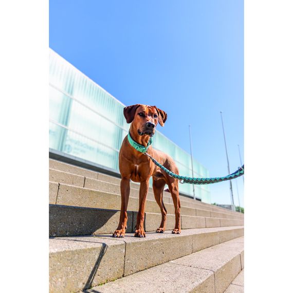 Нашийник Trixie Premium для собак екстраширокий L 46–55 см 50 мм аква-графіт | Зображення 3