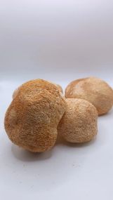 Їжовик гребінчастий , 50г.