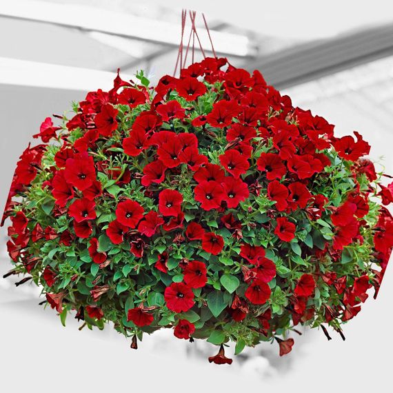🌸Ампельна петунія Червона лавина F1 10 шт. | Зображення 1