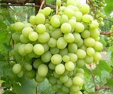 Виноград Мускат Перлинний