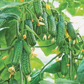 Насіння огірків Еколь 5 шт.