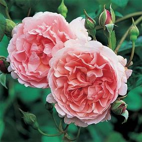 Троянда Strawberry Hill (саджанці)